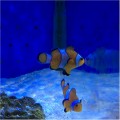 COMMON CLOWNFISH captive bred